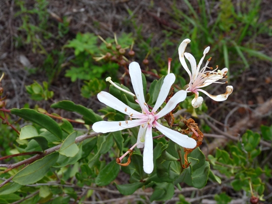 {Bejaria racemosa}